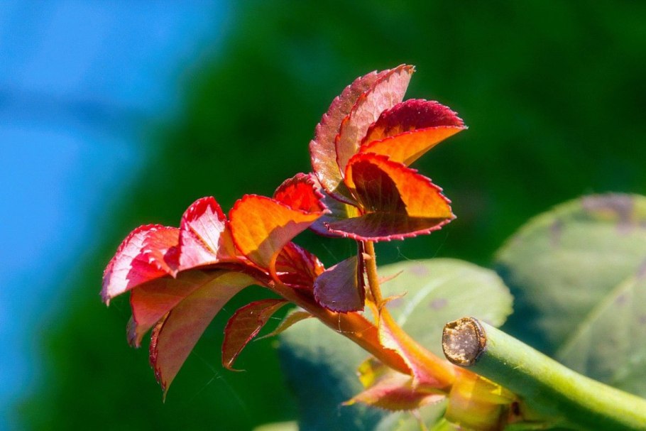 Перец бабье лето