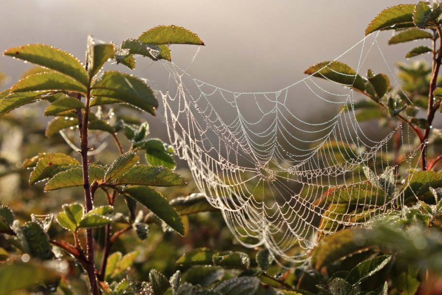Паутина в природе