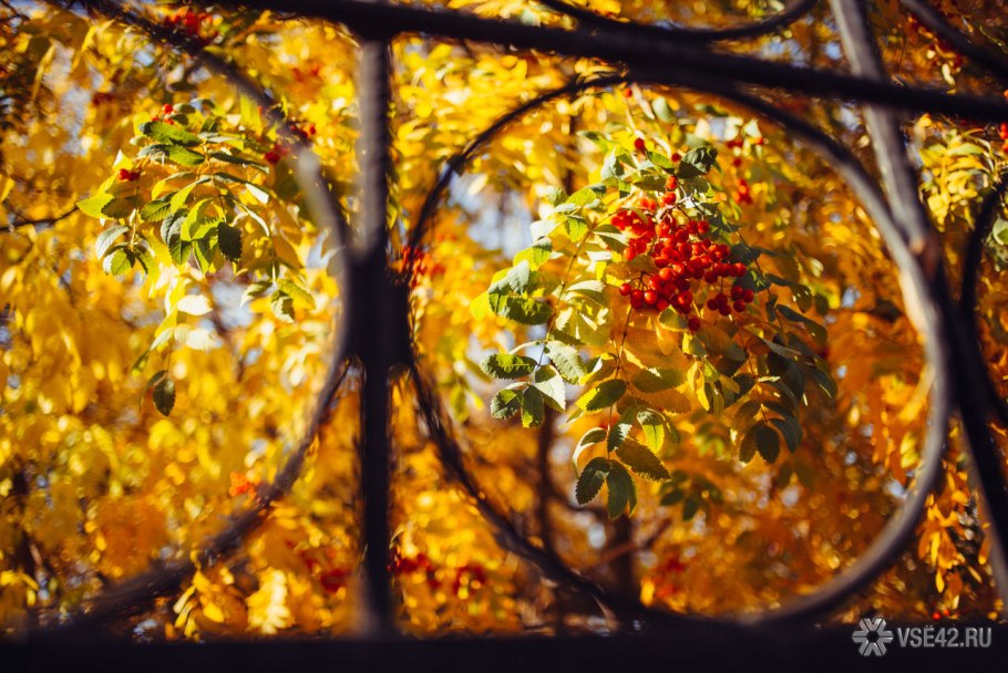 Цветы бабьего лета