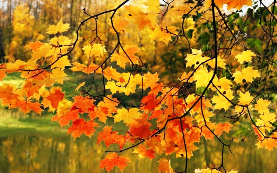 Листопад клена