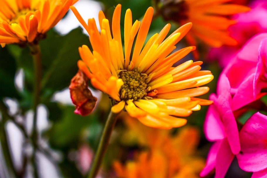 Осенний букет астры Дубки