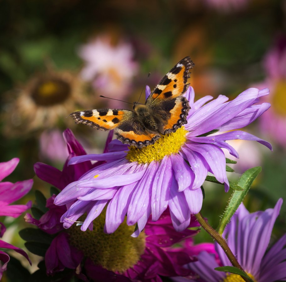 Улыбка осени