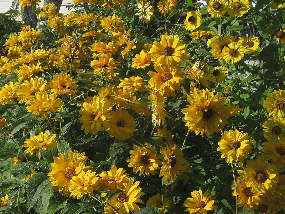 Растение бабье лето