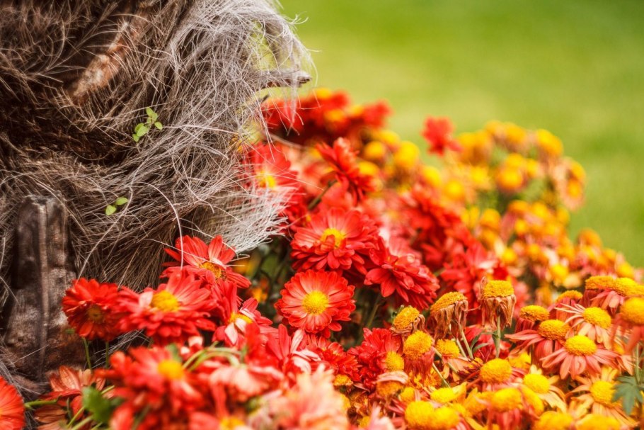 Цветы бабьего лета