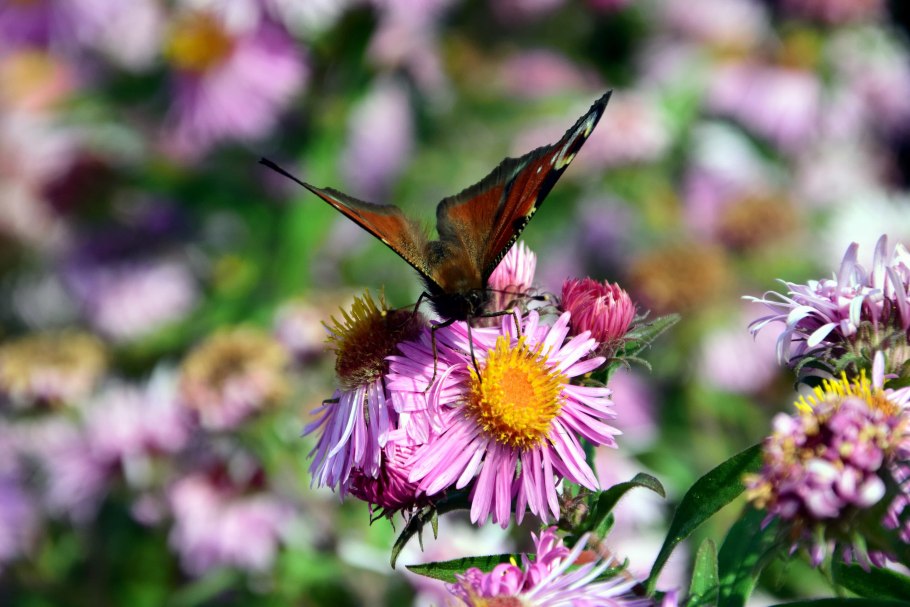 Насекомые опылители лугов бабочки