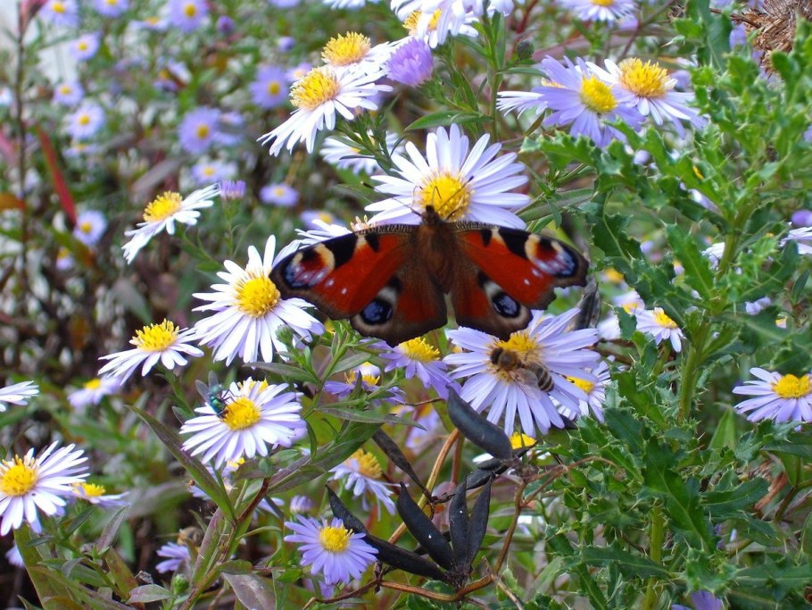 Растение бабье лето