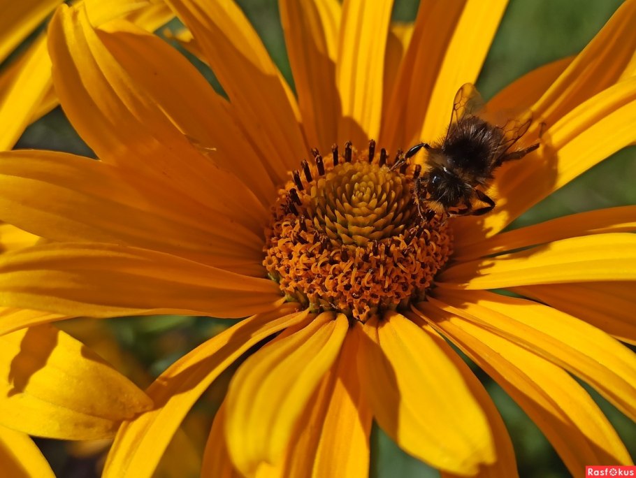 Бабье лето цветы