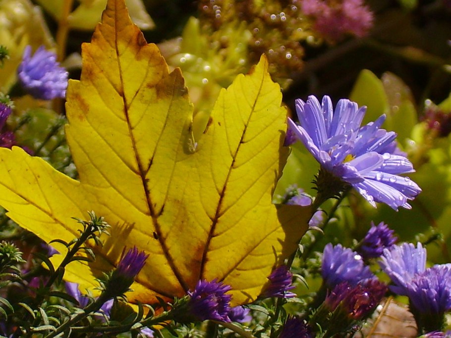 Осенние цветы