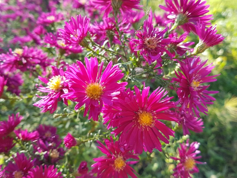 Астра бабье лето