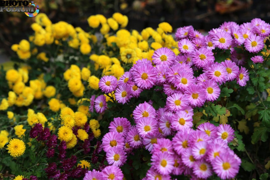 Хризантема Октябрина