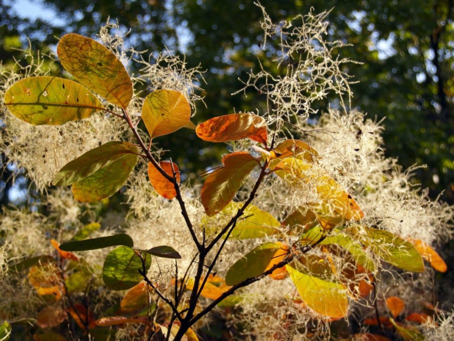 Астра многолетняя кустарниковая (Aster dumosus)