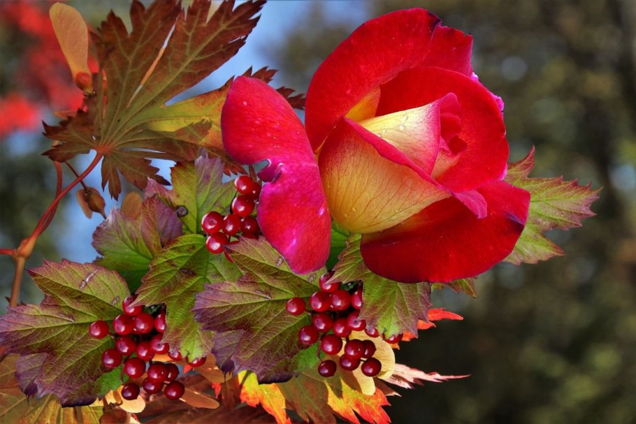 Розы осенью