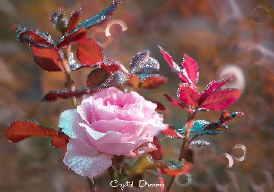 Фотохудожник Татьяна Крылова