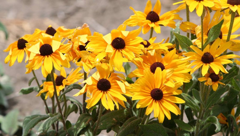 Букет "бабье лето"