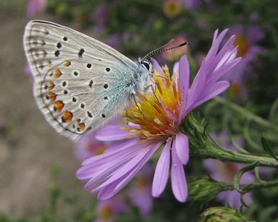 Бабочки в бабье лето