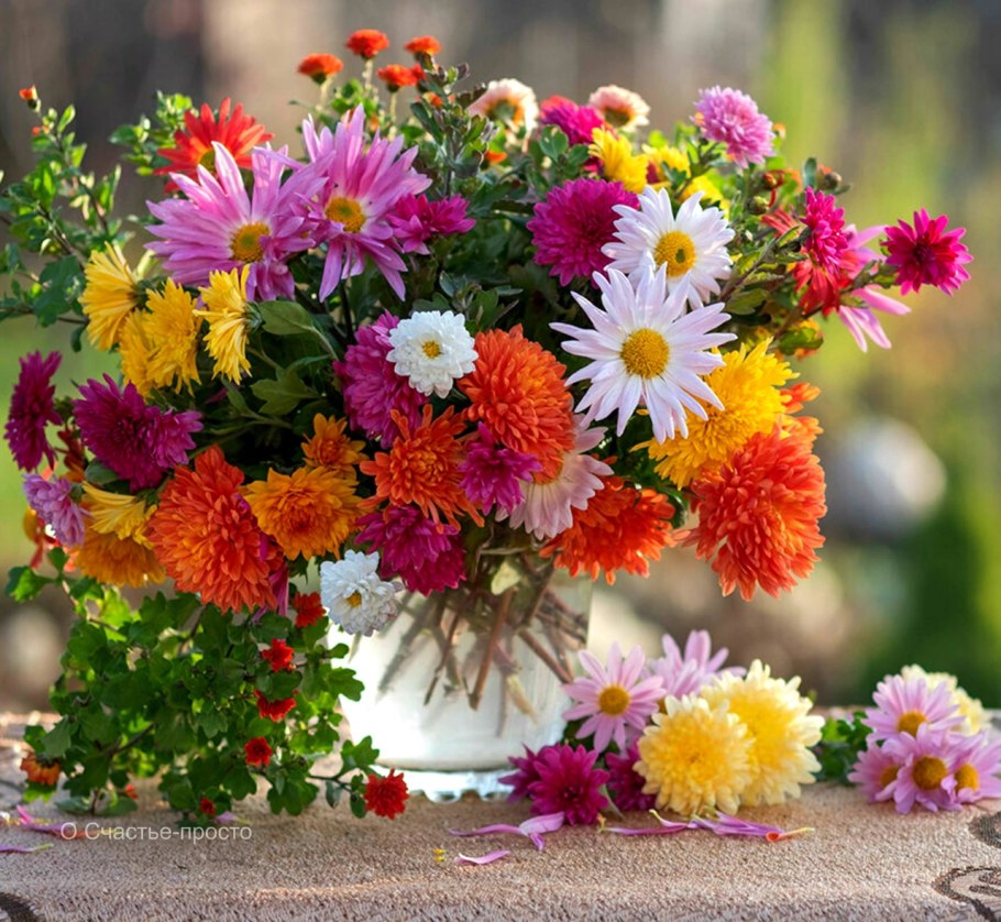 Хризантемы Елены Ахромеевой