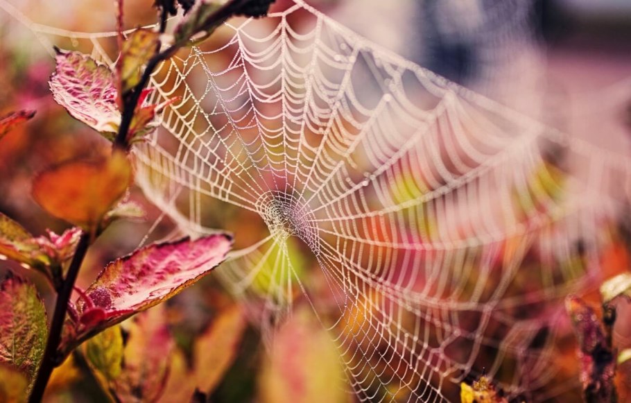 Осень Макросъемка