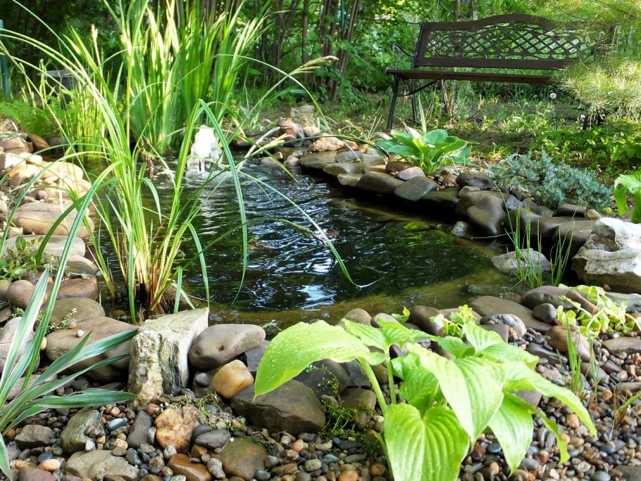 Хоста у прудика