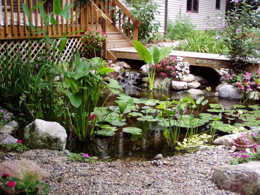 Растения для посадки вокруг пруда