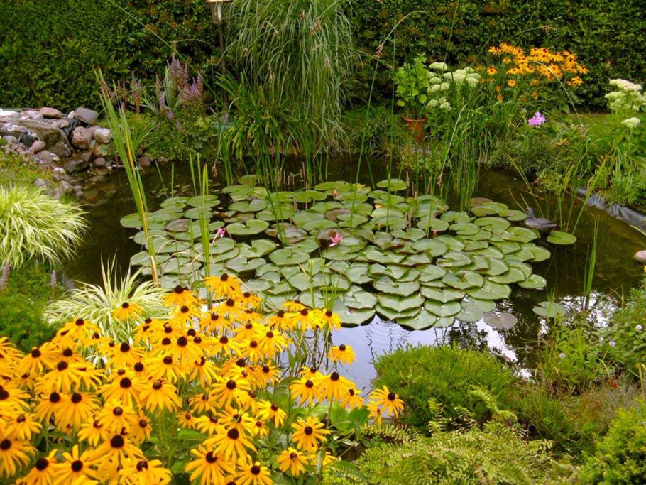 Цветы вокруг прудика