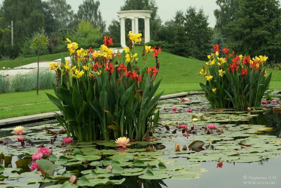 Парк водных растений Пушкино