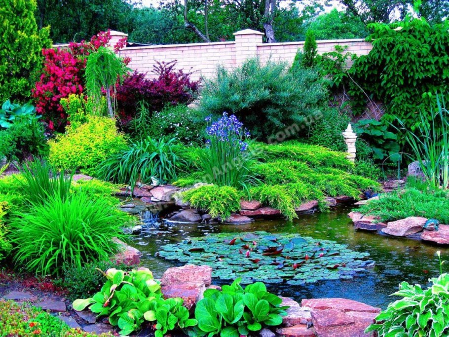 Хвойники около прудика