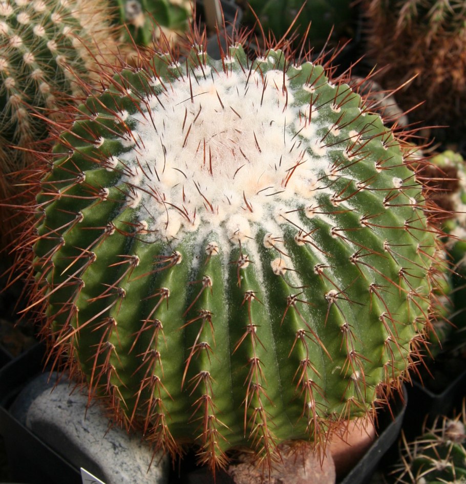 Кактус Parodia chrysacanthion