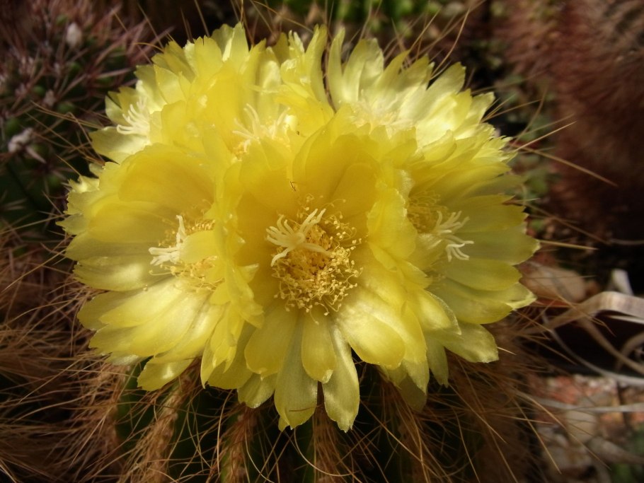2 Eriocactus (Notocactus) leninghausii