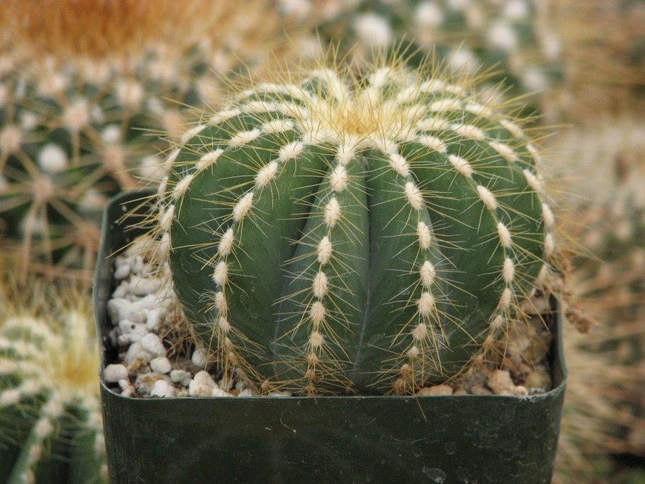 Eriocactus warasii