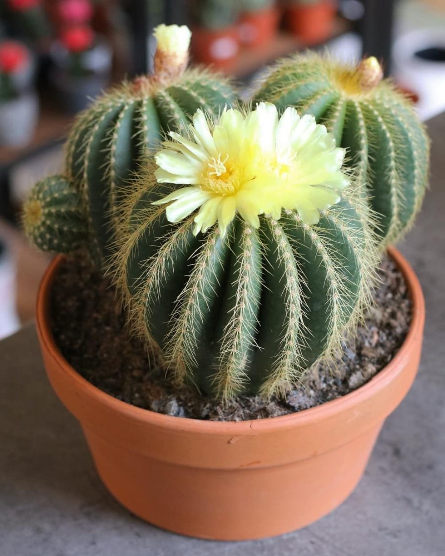 Эриокактус Ленингхауза