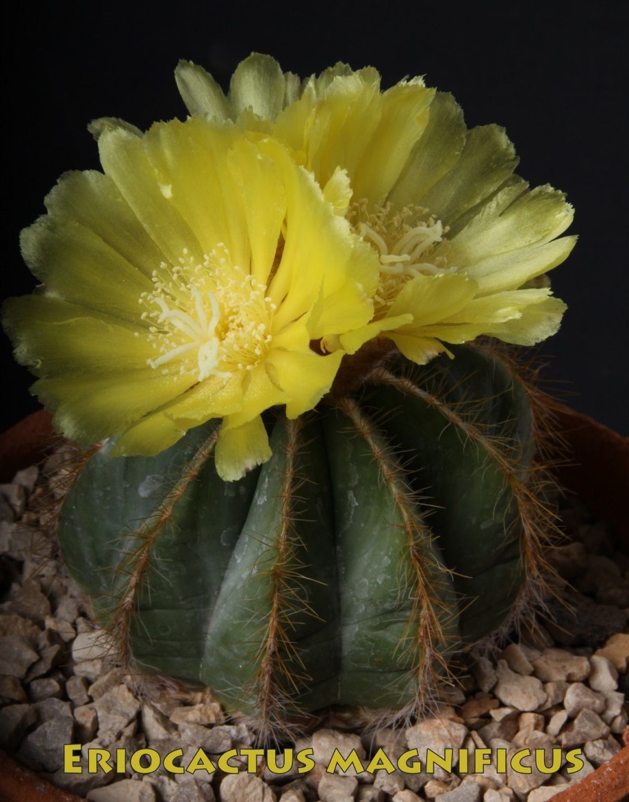 Eriocactus nigrispinus