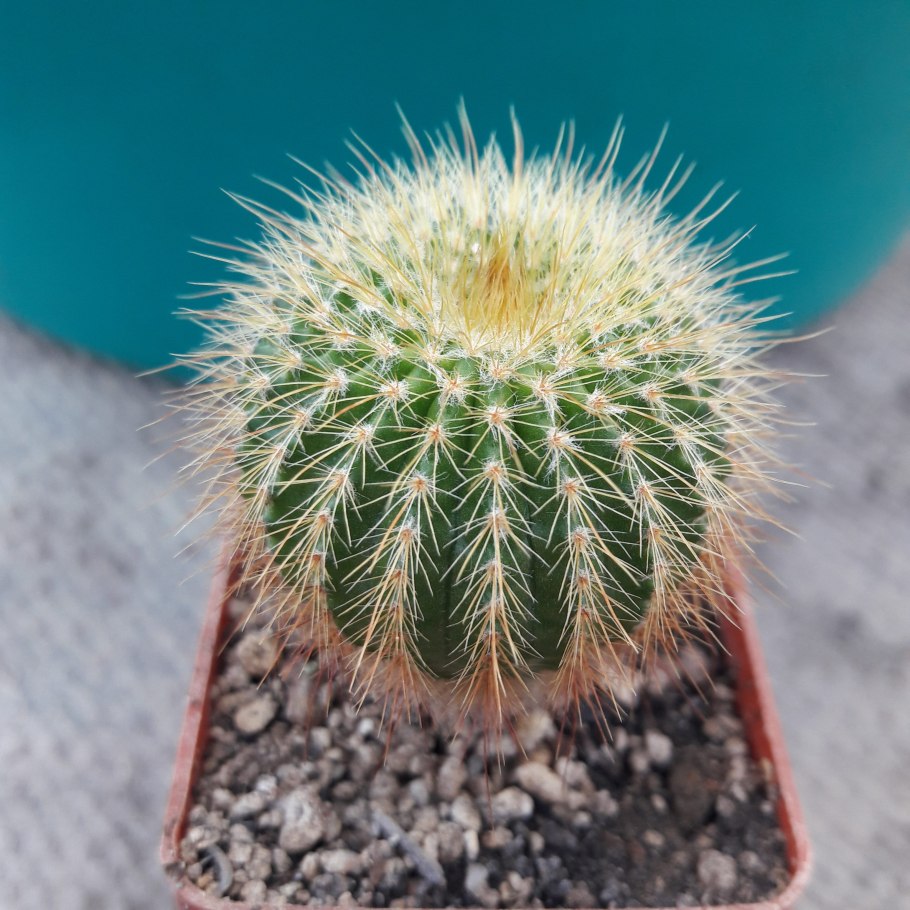 Эриокактус Ленингхауза