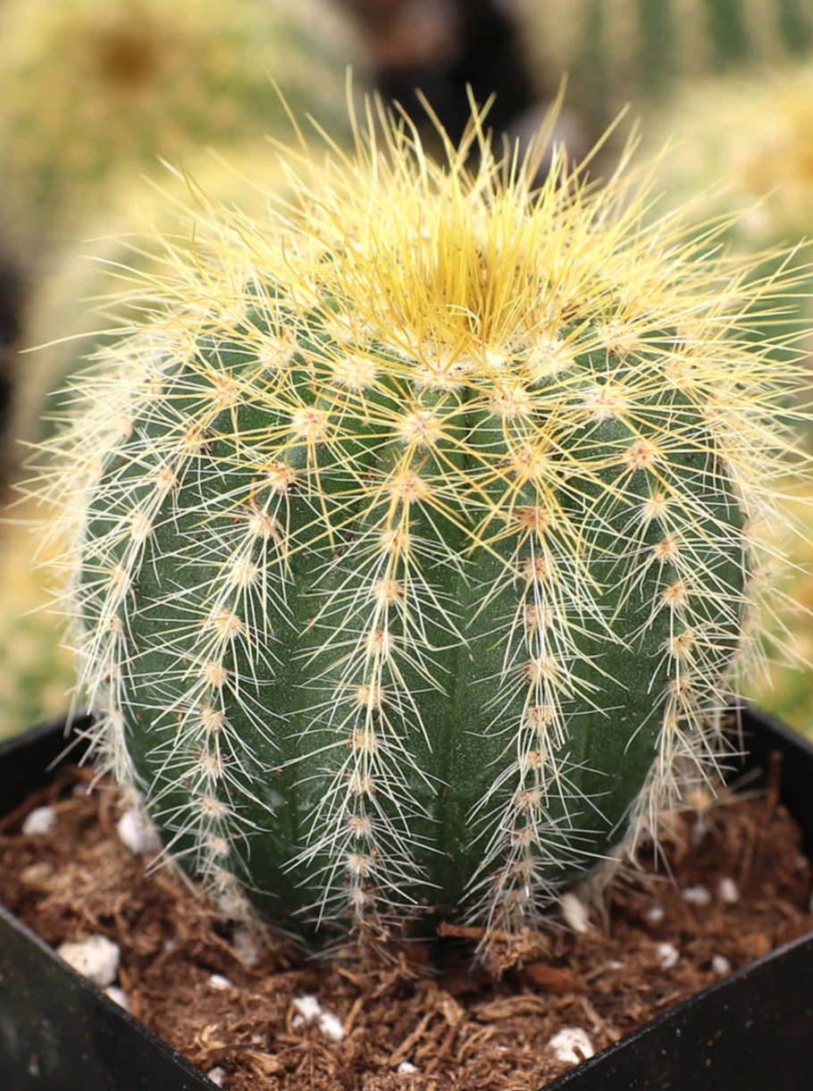 Кактус Parodia magnifica