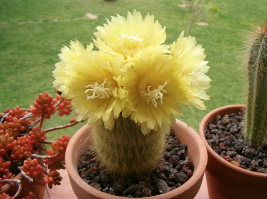 Нотокактус клавицепс