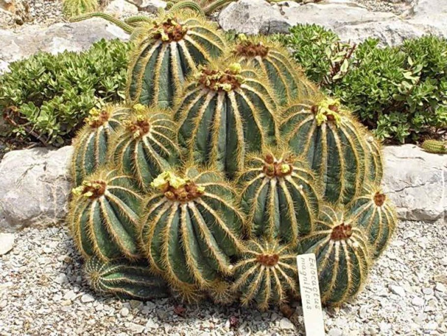 Notocactus tureczekianus