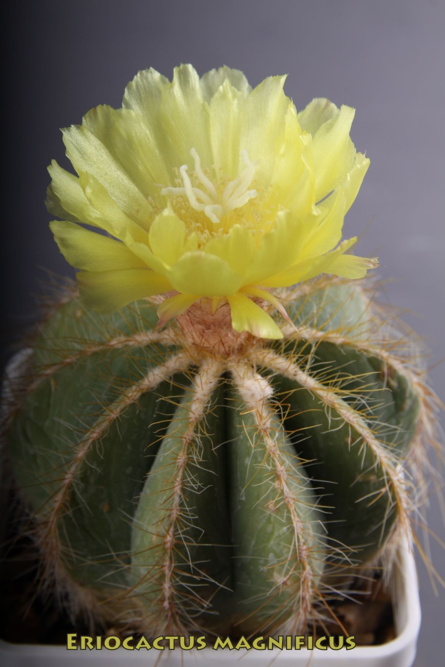 Eriocactus warasii