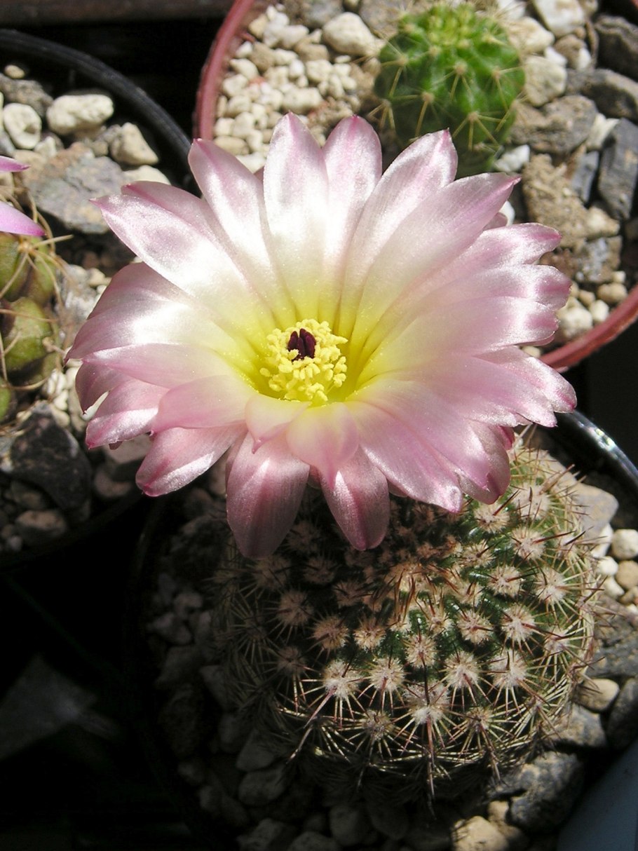 Eriocactus warasii