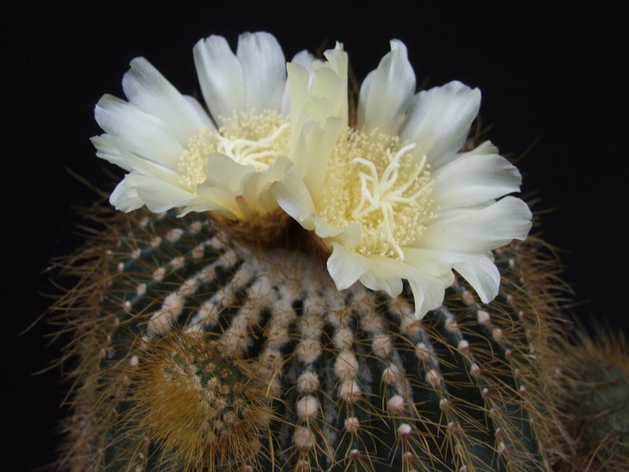 Parodia Sanagasta v. grandiflora