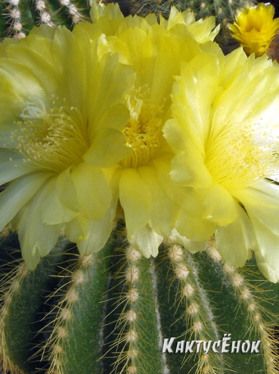 Эриокактус Ленингхауза