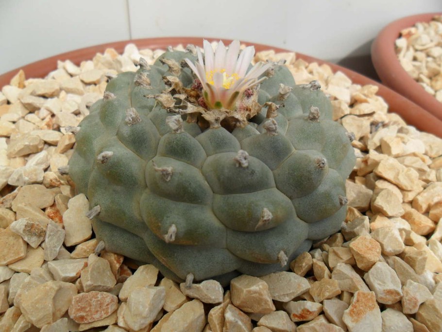 Нотокактус жёлтый