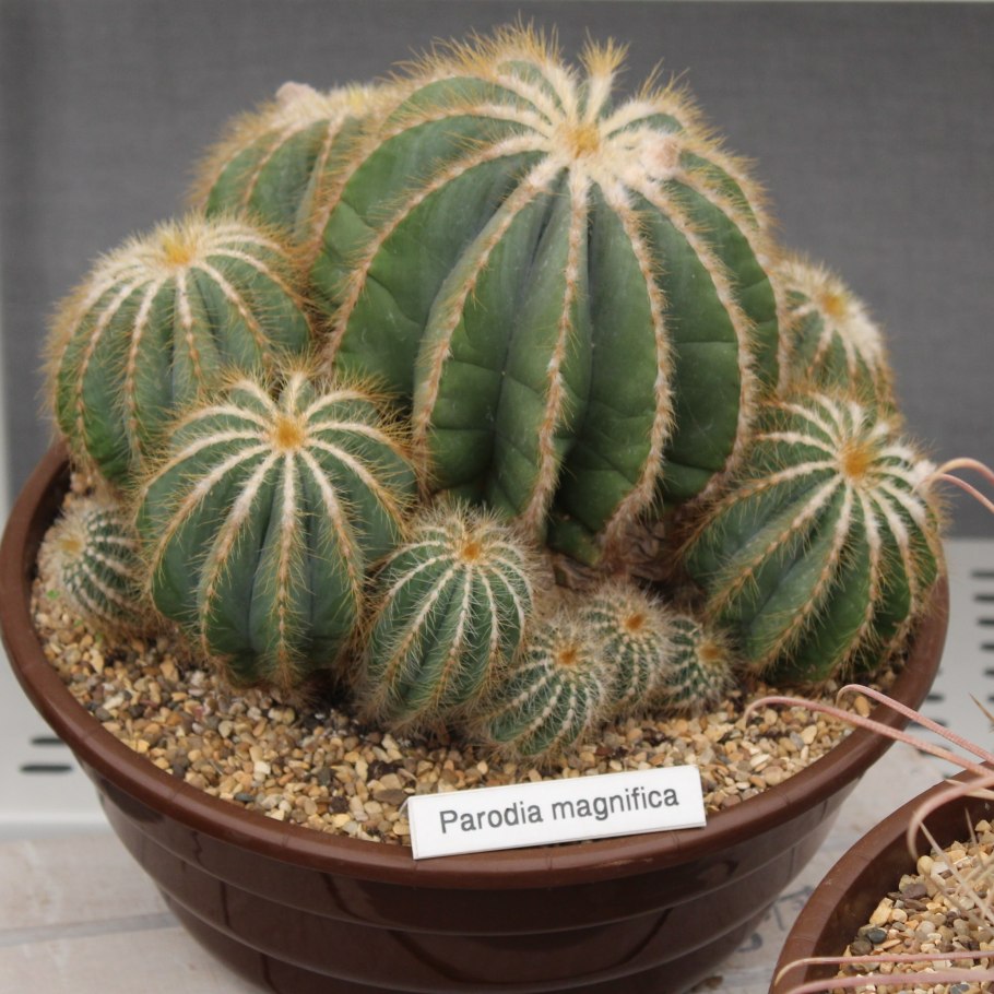 Нотокактус ленингхаус