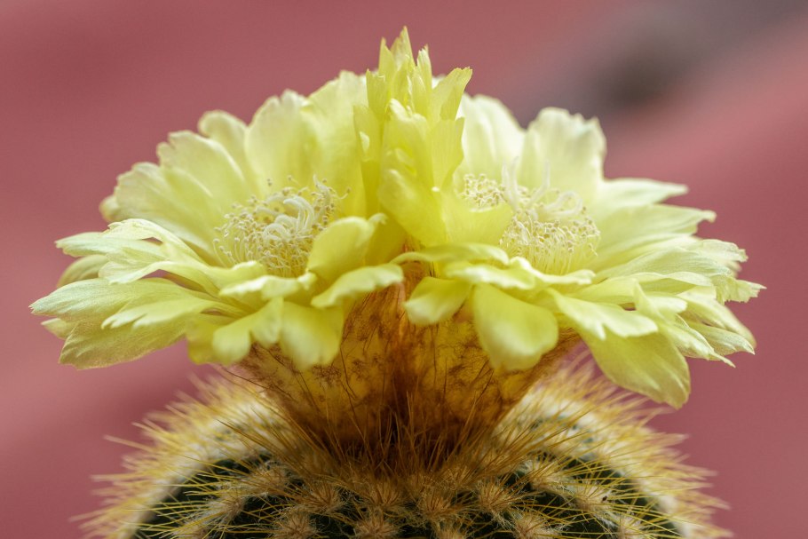 Кактус Нотокактус Отто