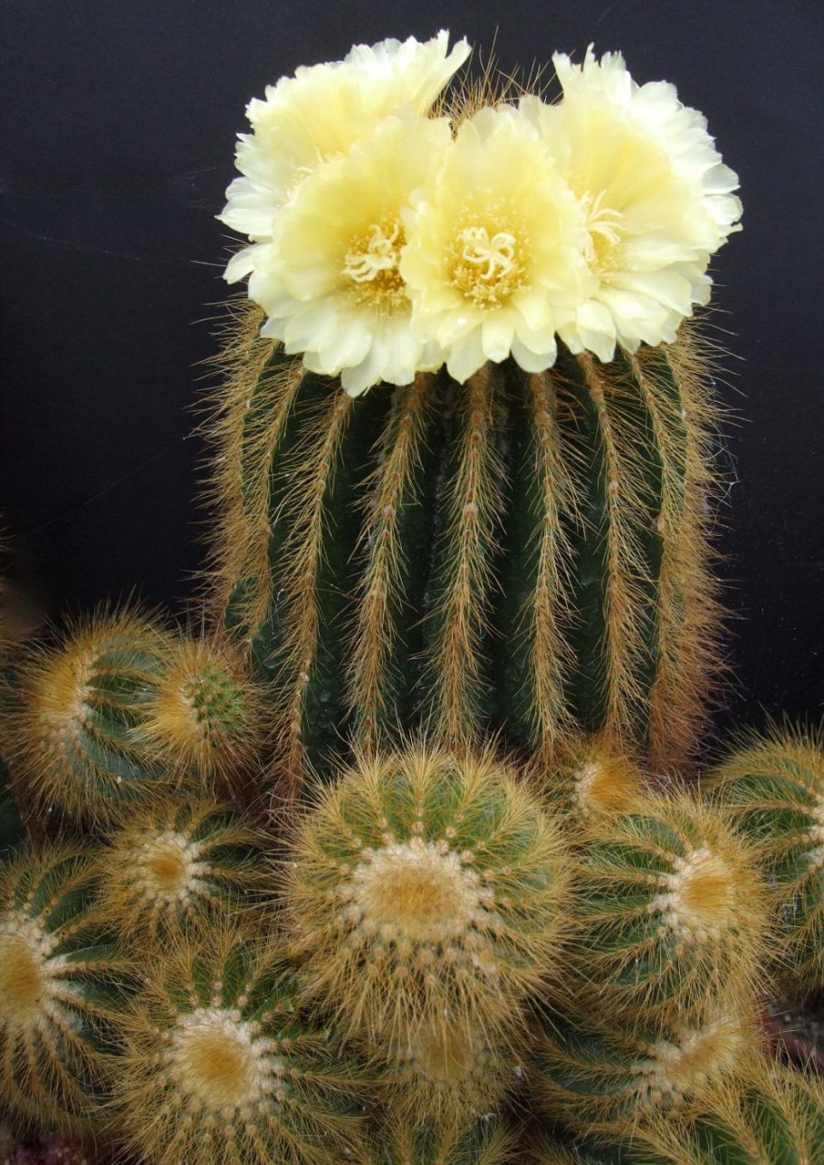 Эриокактус Нотокактус Ленингхауза
