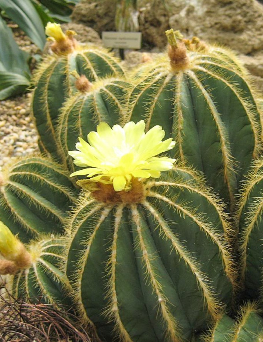 Кактус Parodia magnifica