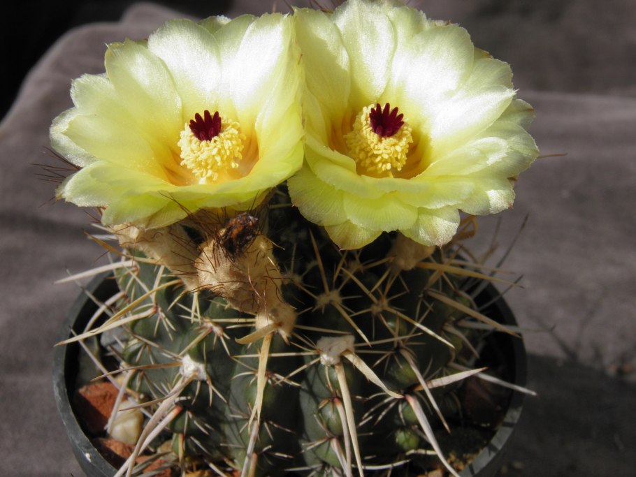 Кактус Eriocactus leninghausii