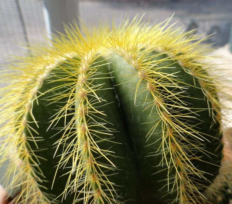 Нотокактус Ленингхауза