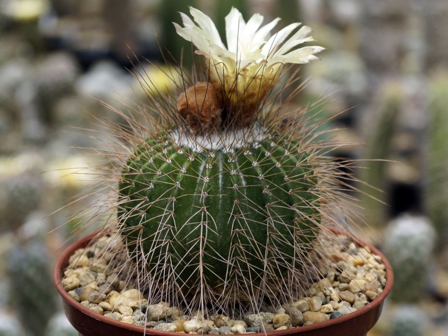 Нотокактус Отто цветение