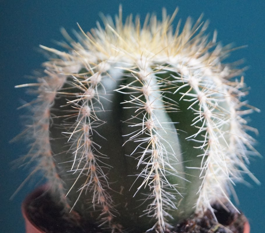 Нотокактус Отто