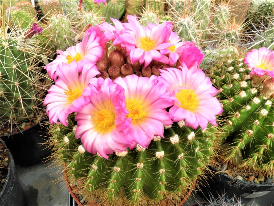 Нотокактус Юбельмана