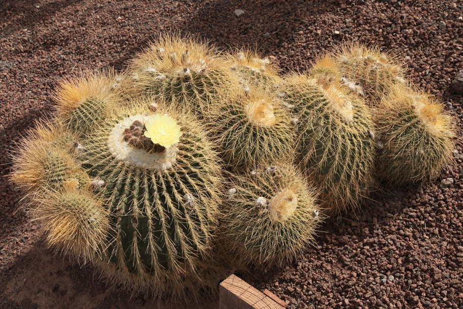 Eriocactus warasii